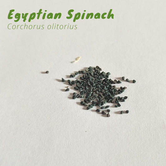 Florida Summer Leafy Greens Seed Pack