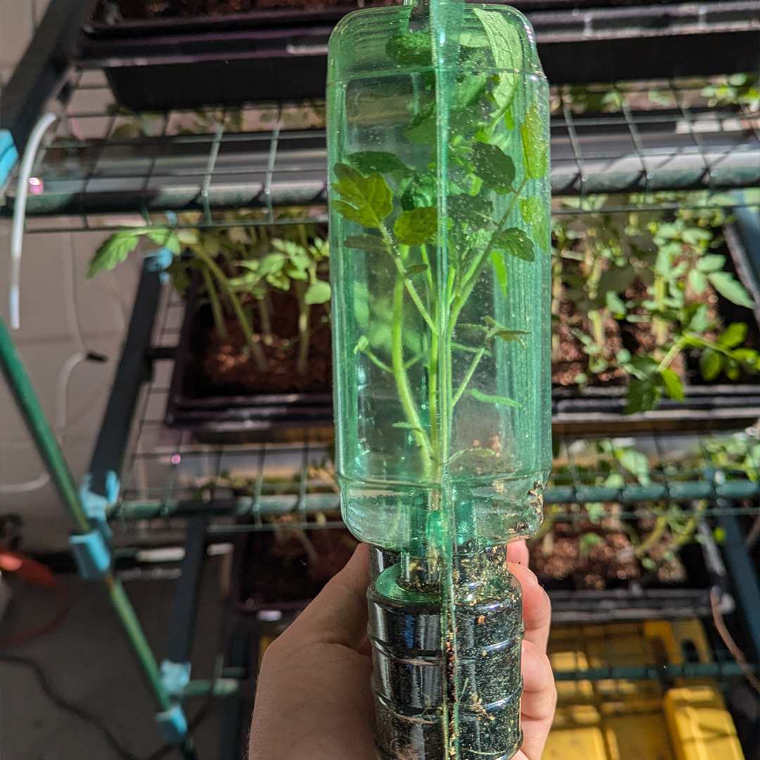 Florida Tomatoes Live Plants 3 Pack - Everglades, Black Cherry, Yellow Flame