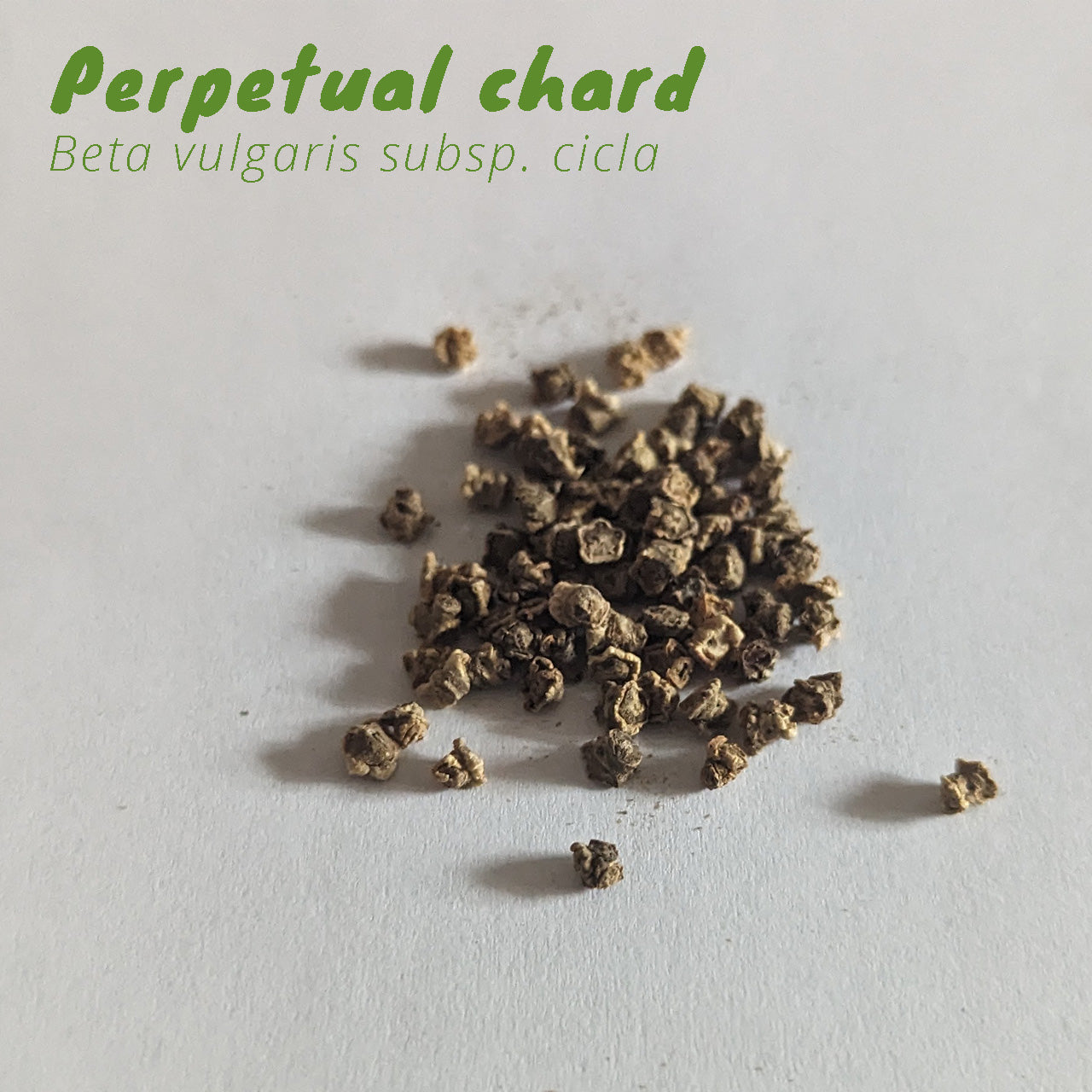 Florida Summer Leafy Greens Seed Pack