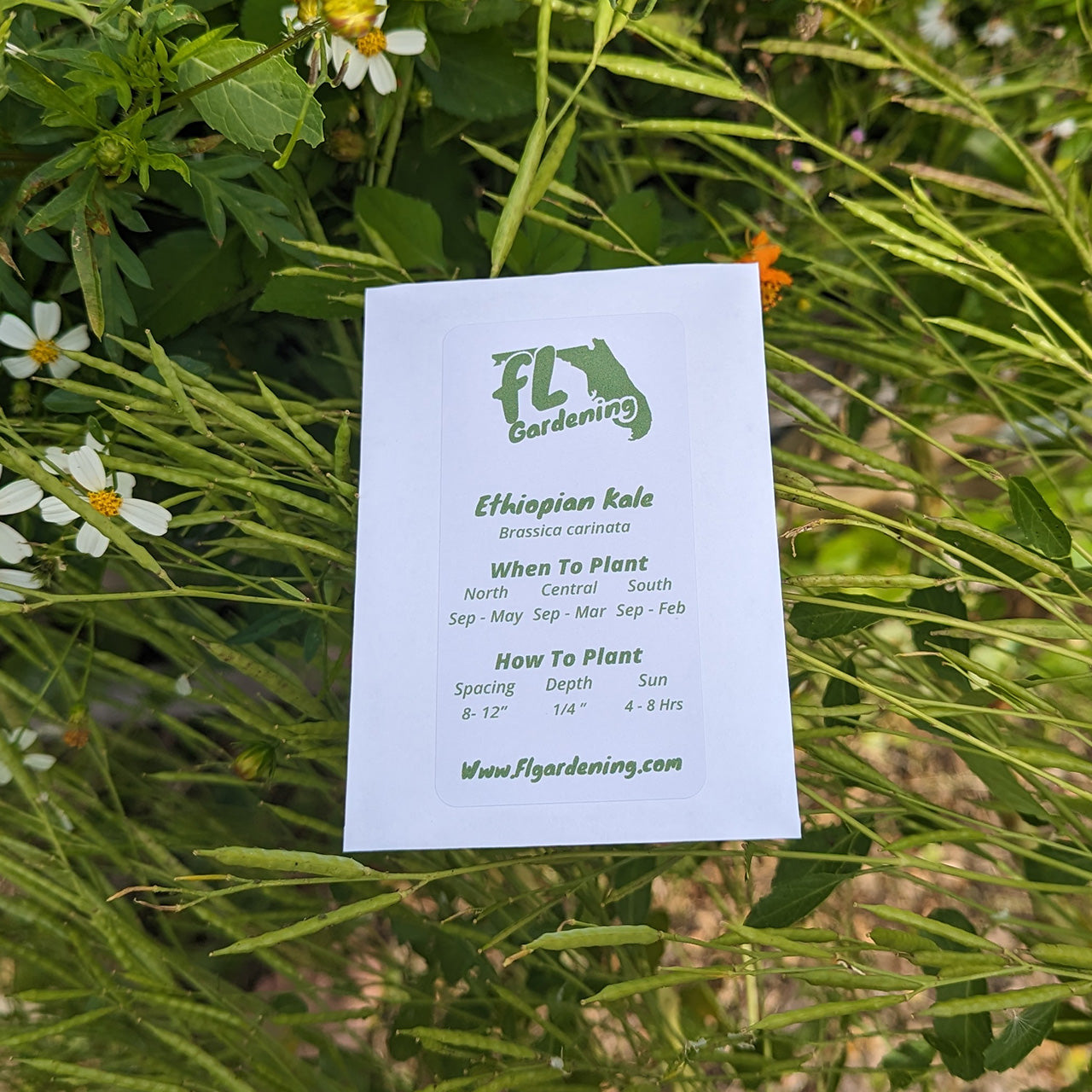 Ethiopian Kale - Brassica carinata