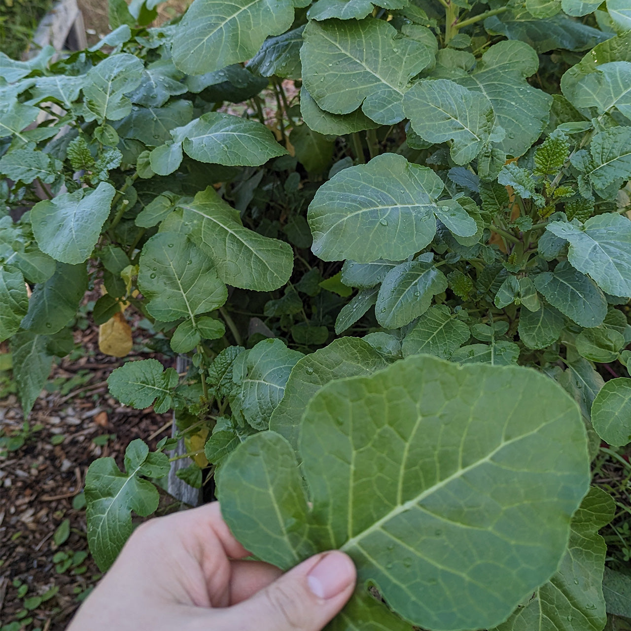 Ethiopian Kale - Brassica carinata