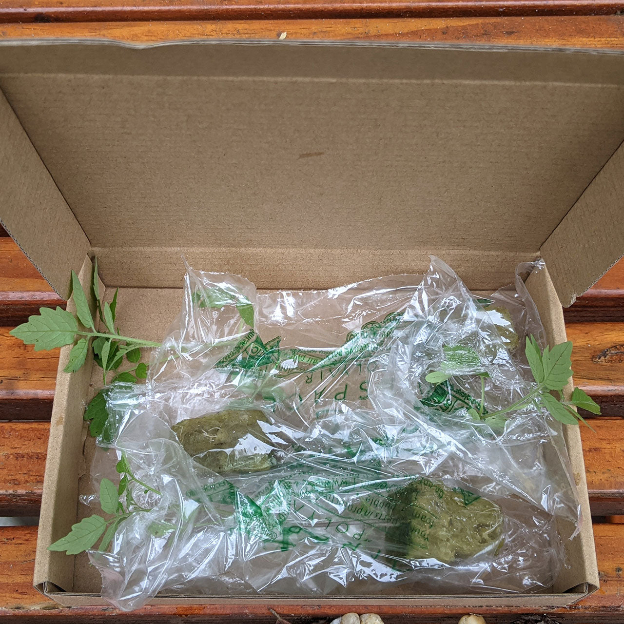 Everglades Tomato Plants - 3 Pack