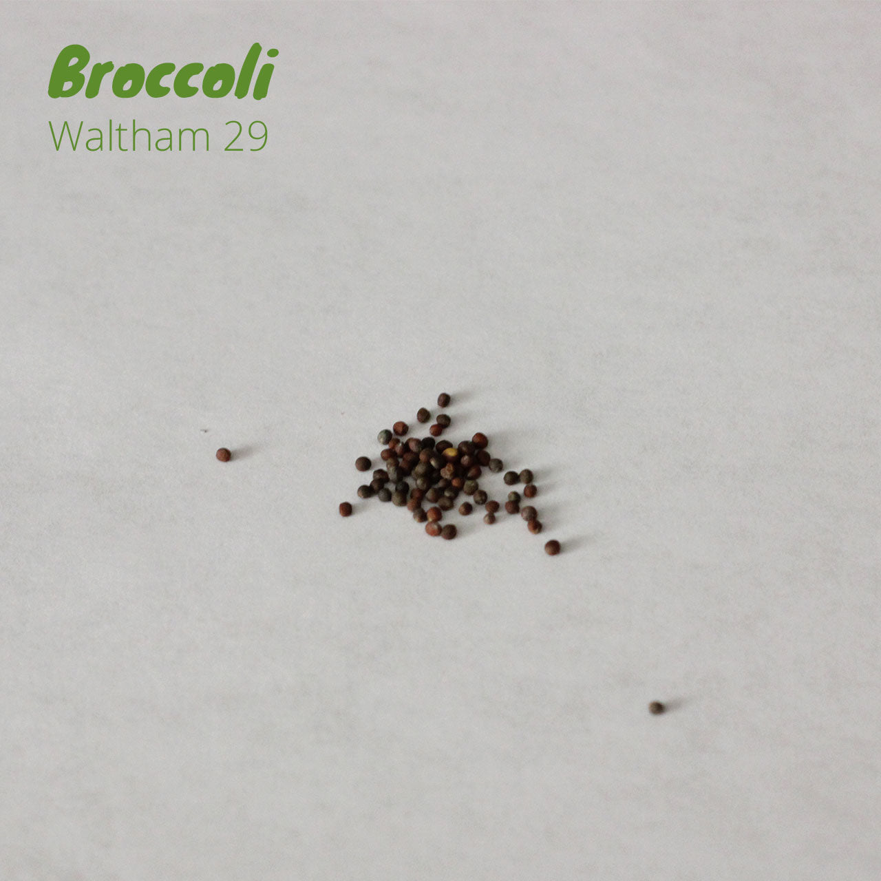 Broccoli - Waltham 29