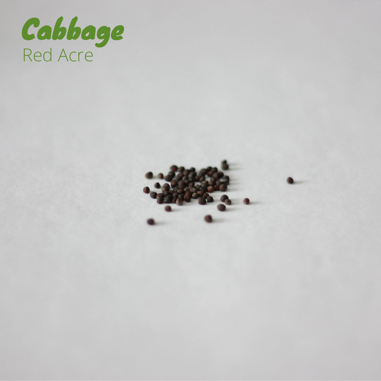 Cabbage - Red Acre