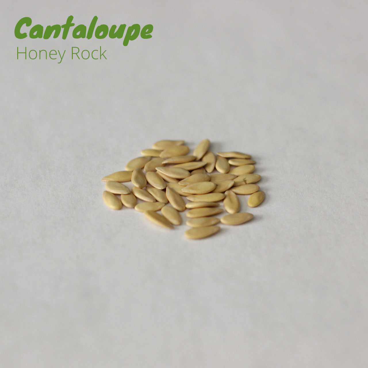 Cantaloupe - Honey Rock