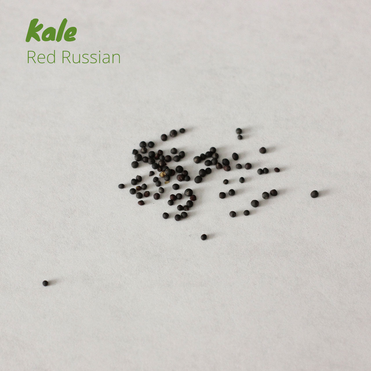Kale - Red Russian