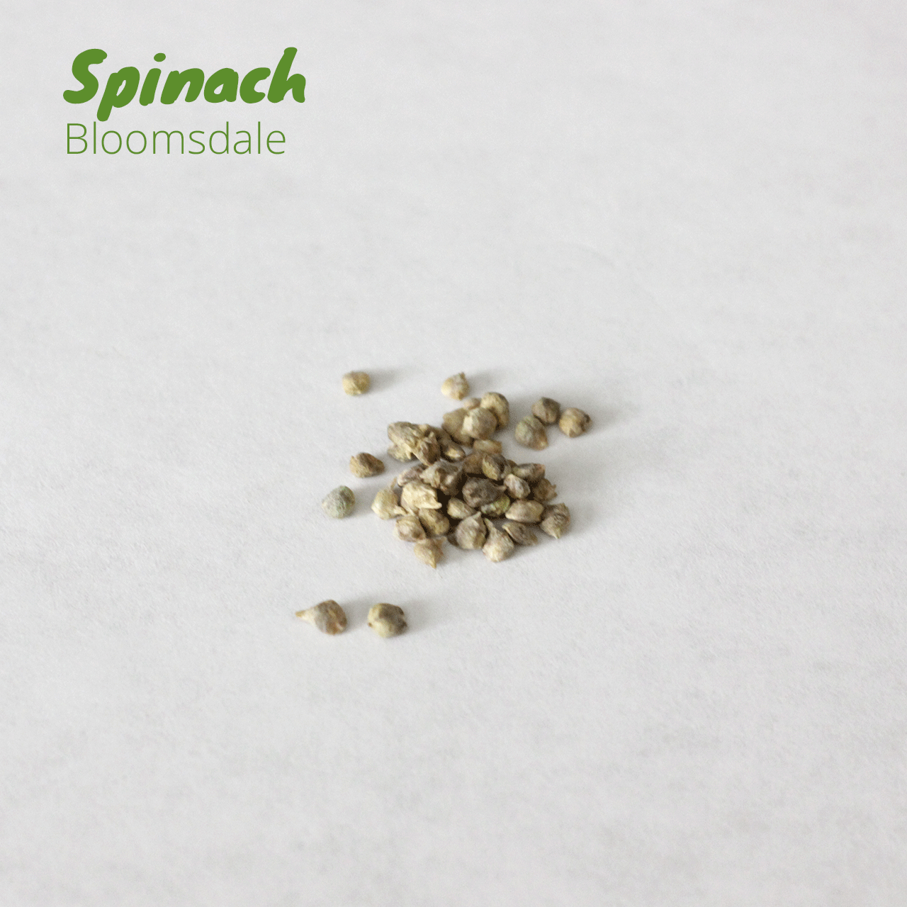 Spinach - Bloomsdale