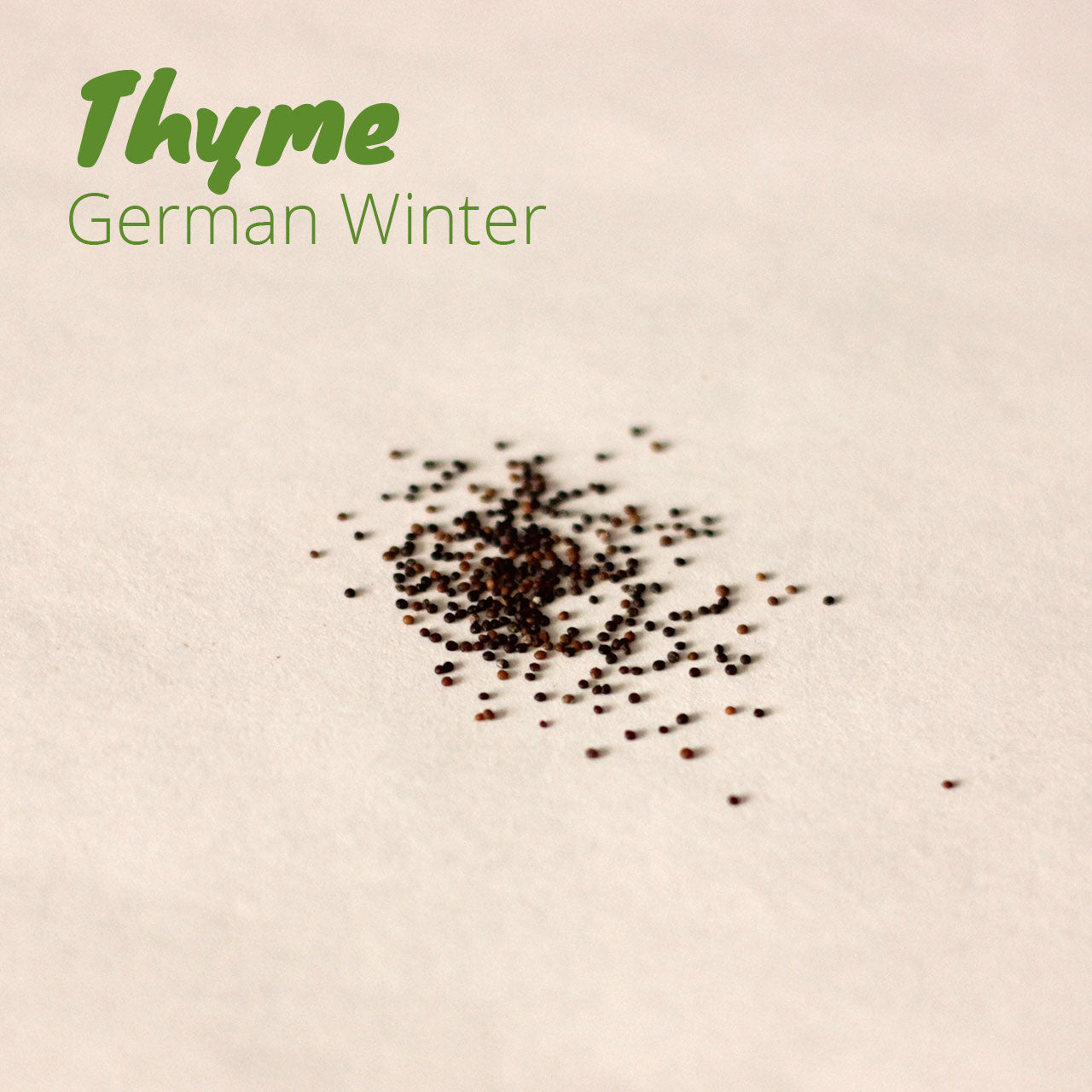 Thyme - German Winter