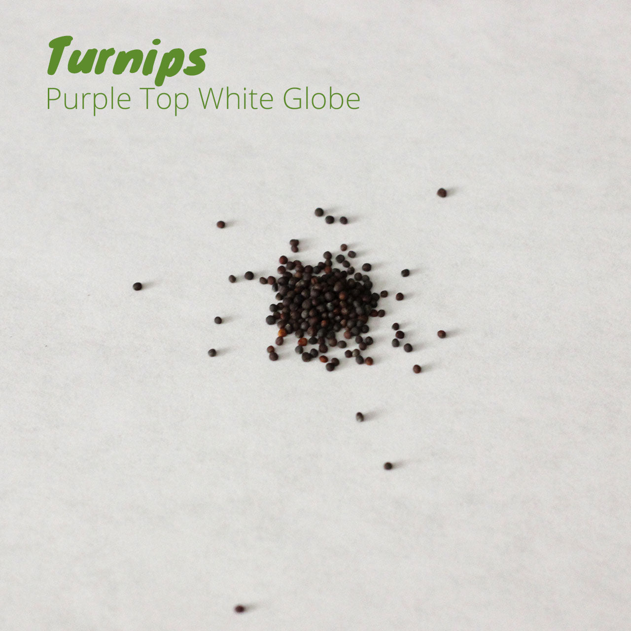 Turnip - Purple Top White Globe