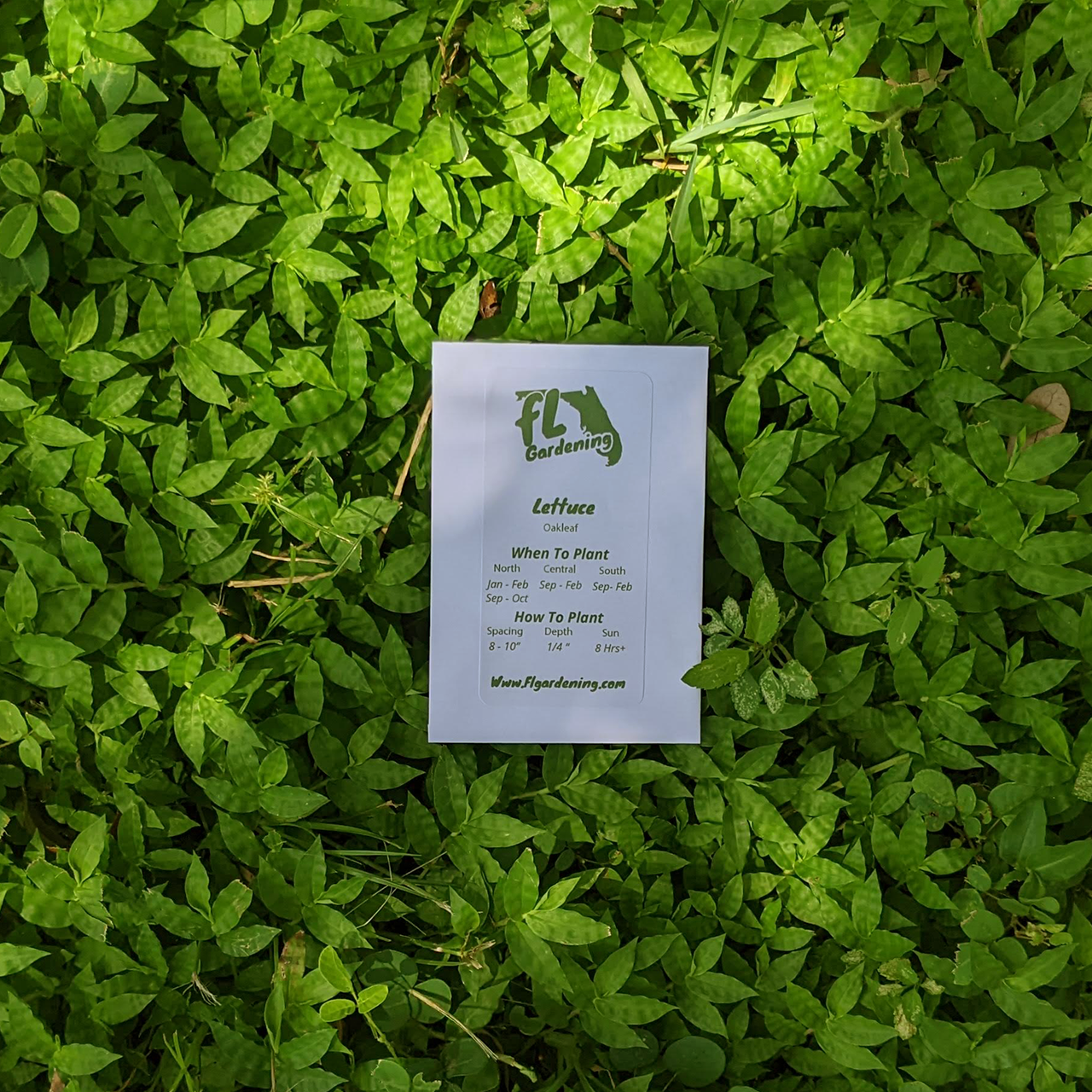 Lettuce - Oakleaf