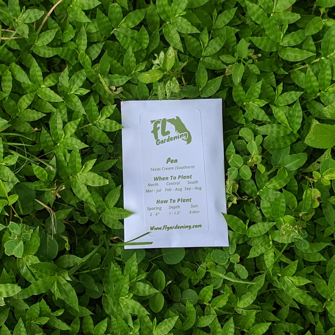 Pea - Texas Cream (Southern)