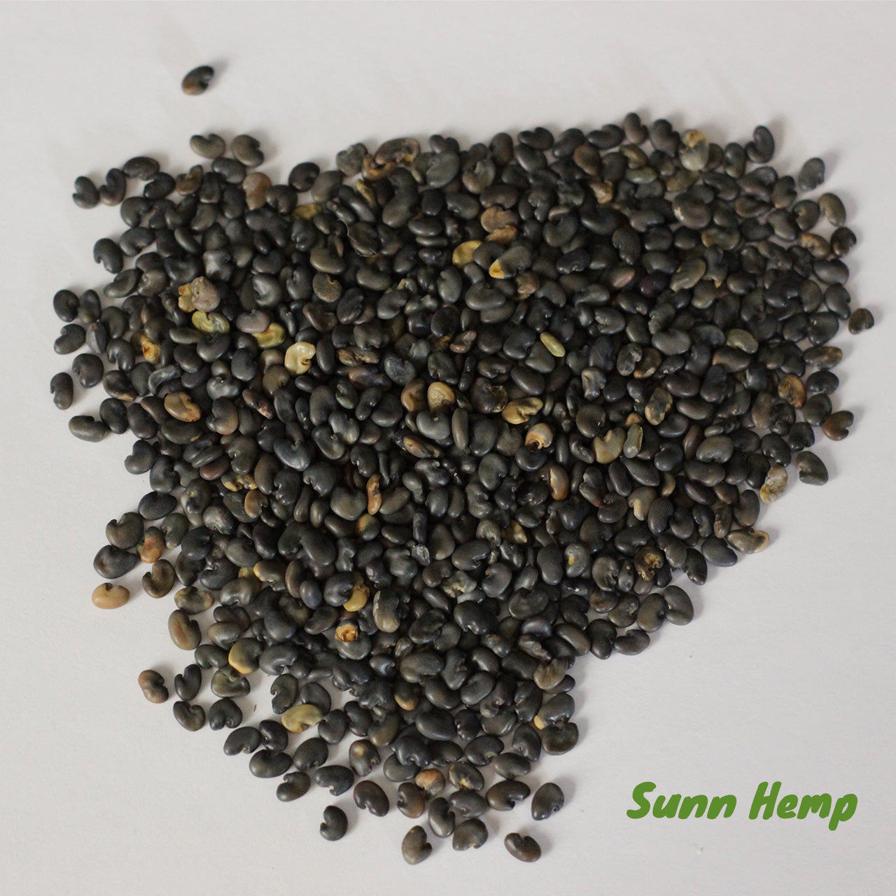 Sunn Hemp - Crotalaria juncea