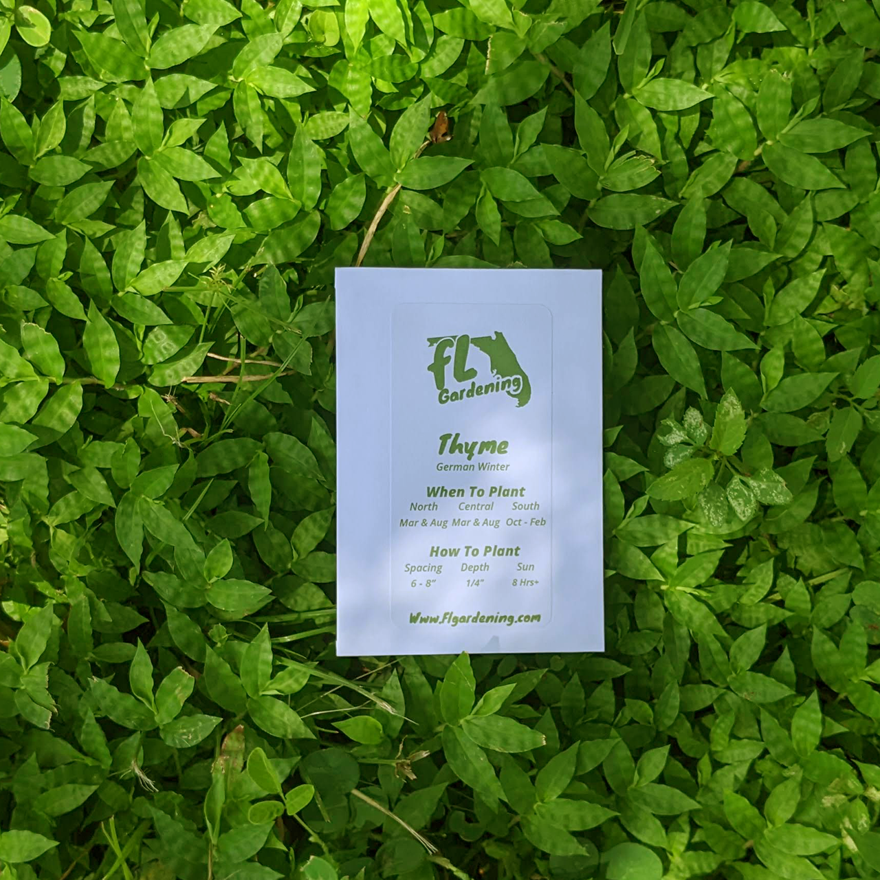 Thyme - German Winter