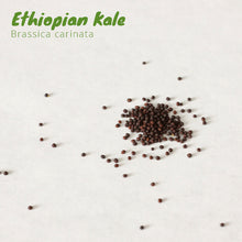 Load image into Gallery viewer, Ethiopian Kale - Brassica carinata
