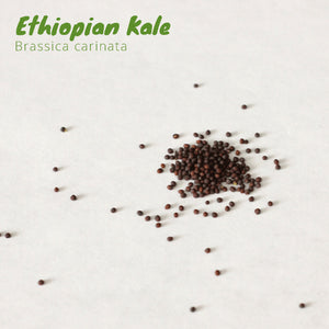 Ethiopian Kale - Brassica carinata