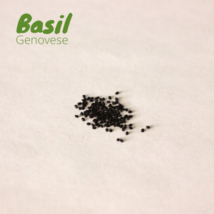 Basil - Genovese