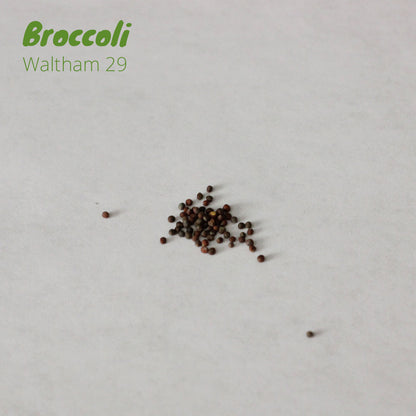 Broccoli - Waltham 29