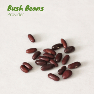 Bean - Provider (Bush)