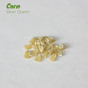 Corn - Silver Queen