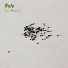 Load image into Gallery viewer, Kale - Red Russian
