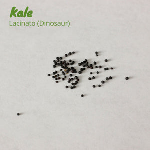 Kale - Lacinato (Dinosaur)