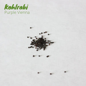 Kohlrabi - Purple Vienna