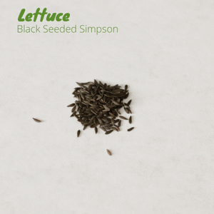Lettuce - Black seeded Simpson