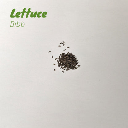 Lettuce - Bibb