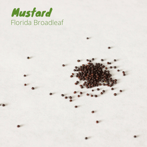 Mustard - Florida Broadleaf