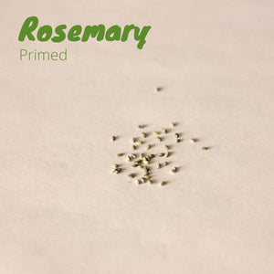 Rosemary - Primed Rosemary