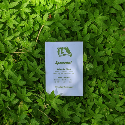 Spearmint