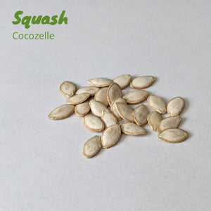 Squash - Cocozelle